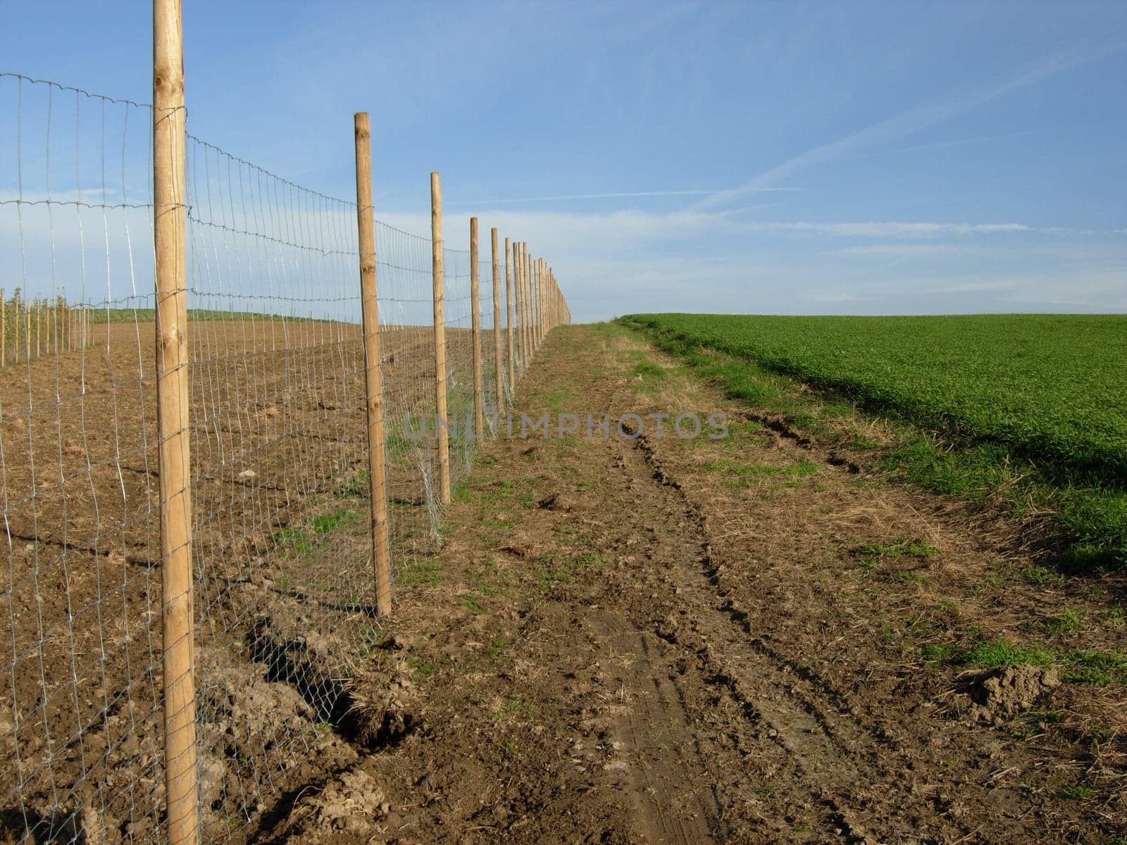 Wire mesh fence