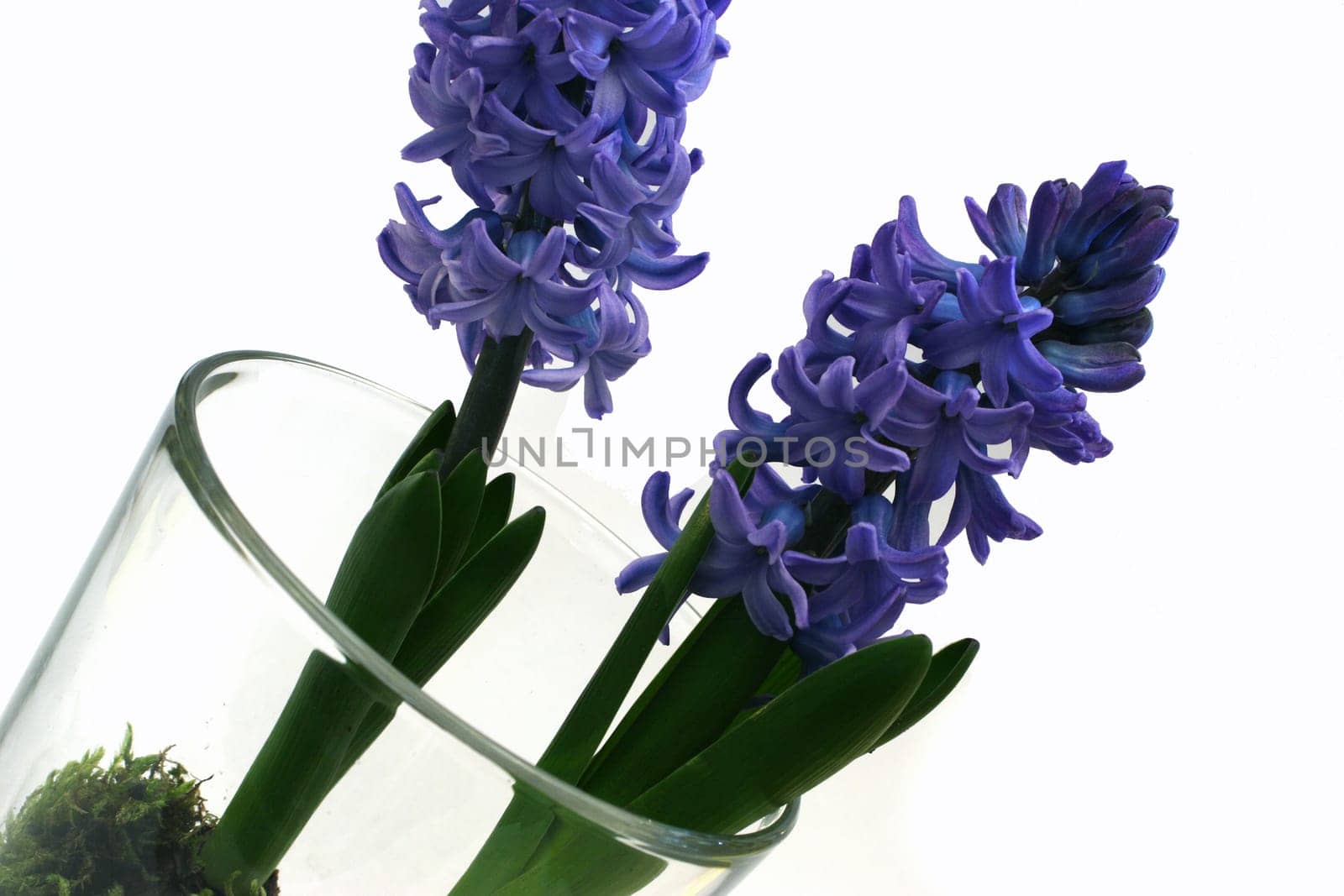 Hyacinth