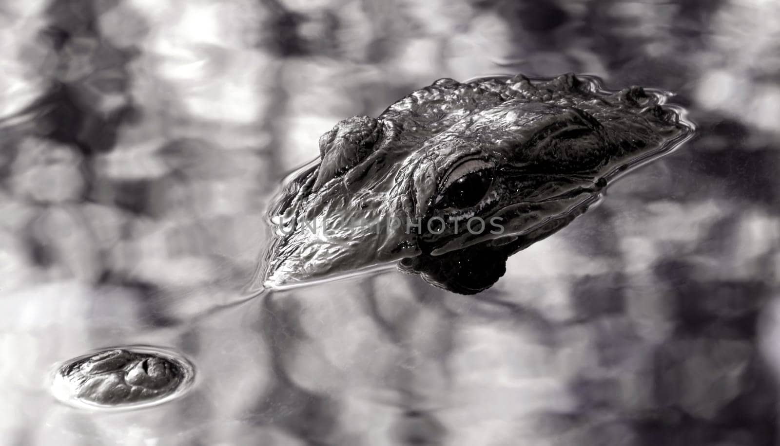 Not far from Miami is the Everglades,a huge nature reserve. This wetland,created by nature,is home to hundreds of species of fish and birds. The famous American Alligator is also at home here. All