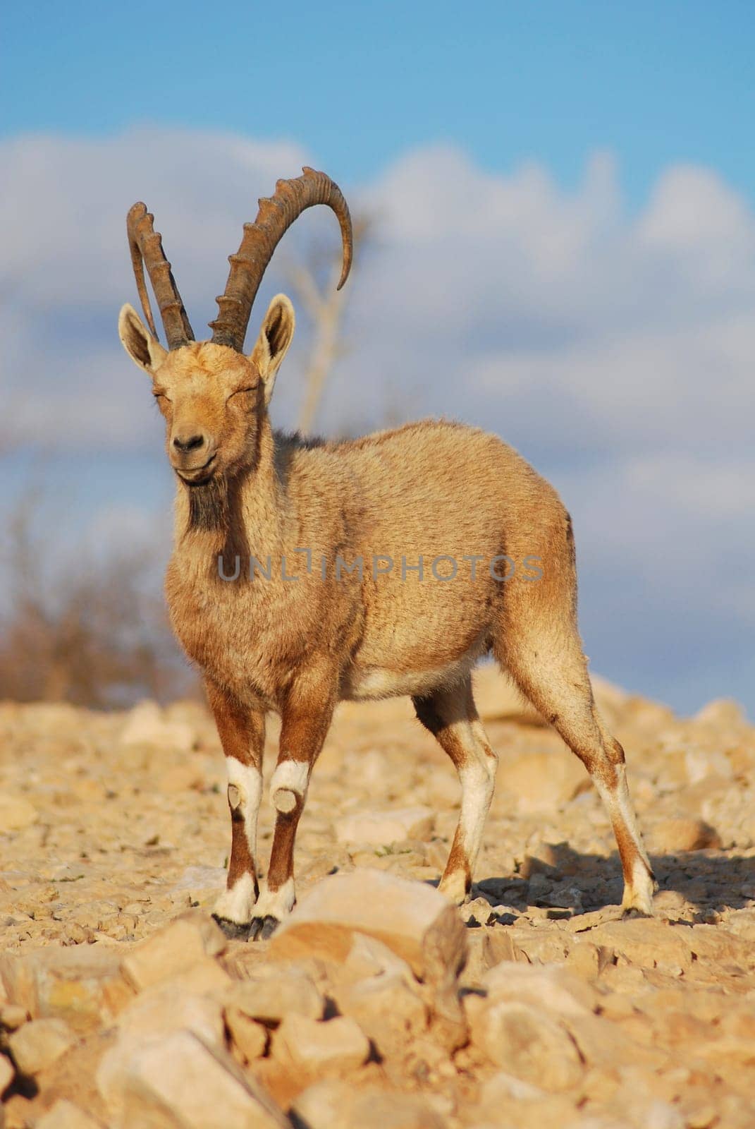 laughing Capricorn