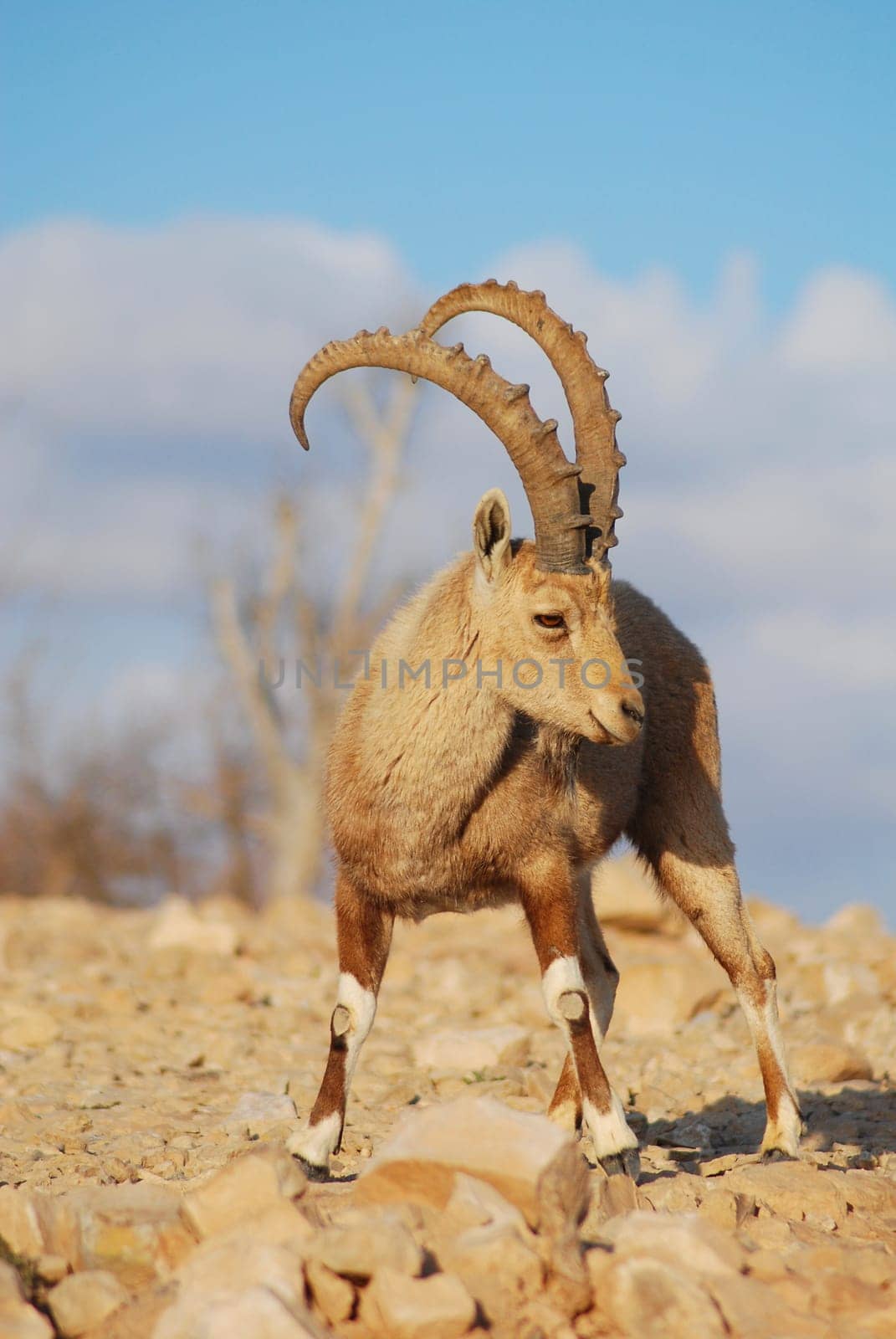 Capricorn
