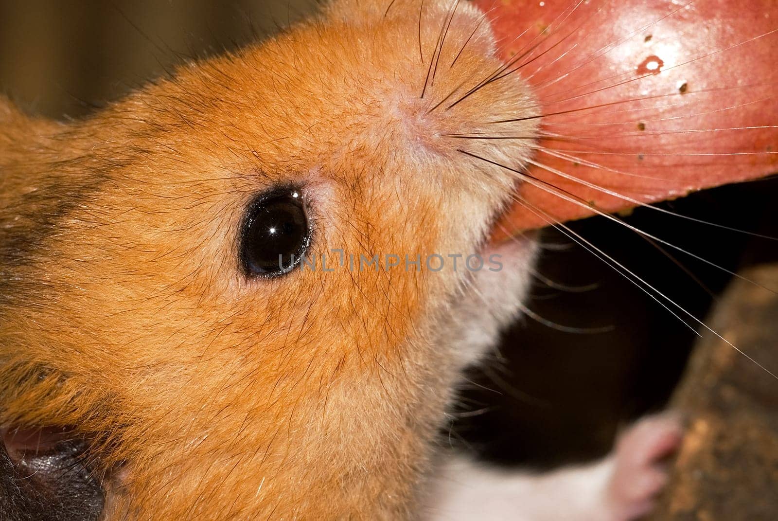 Feeding