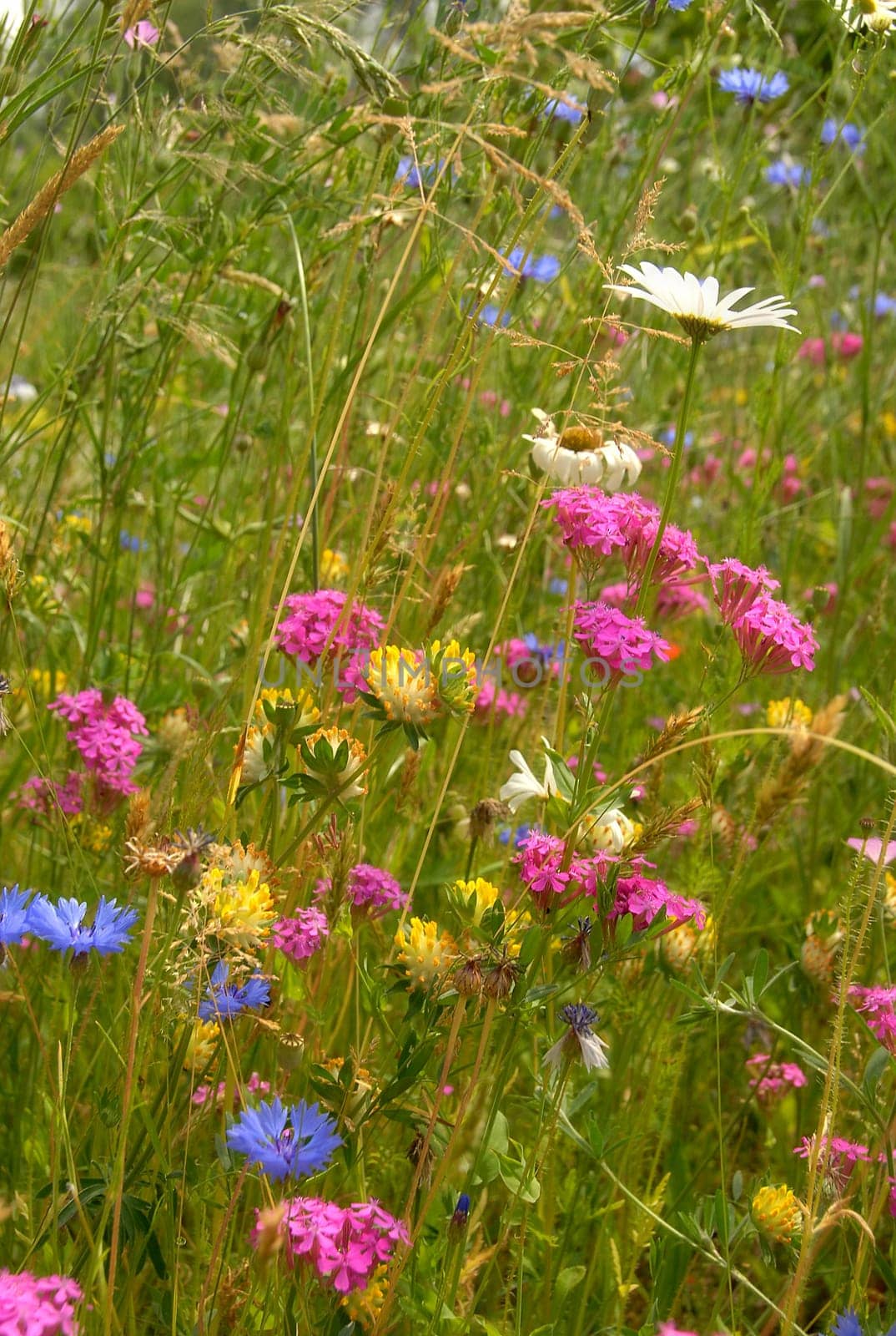 Herb meadow