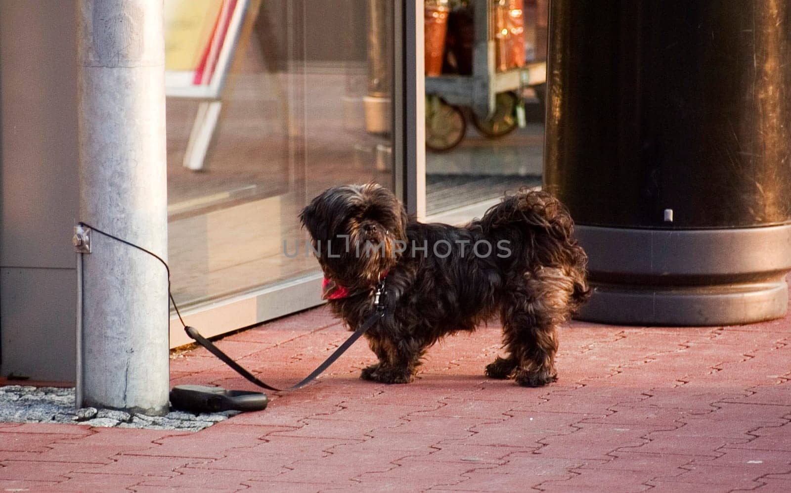 The waiting dog