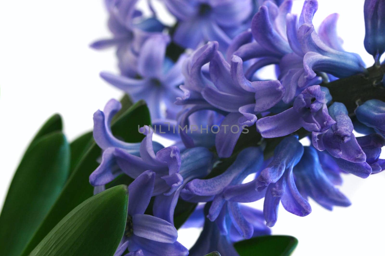 Hyacinth