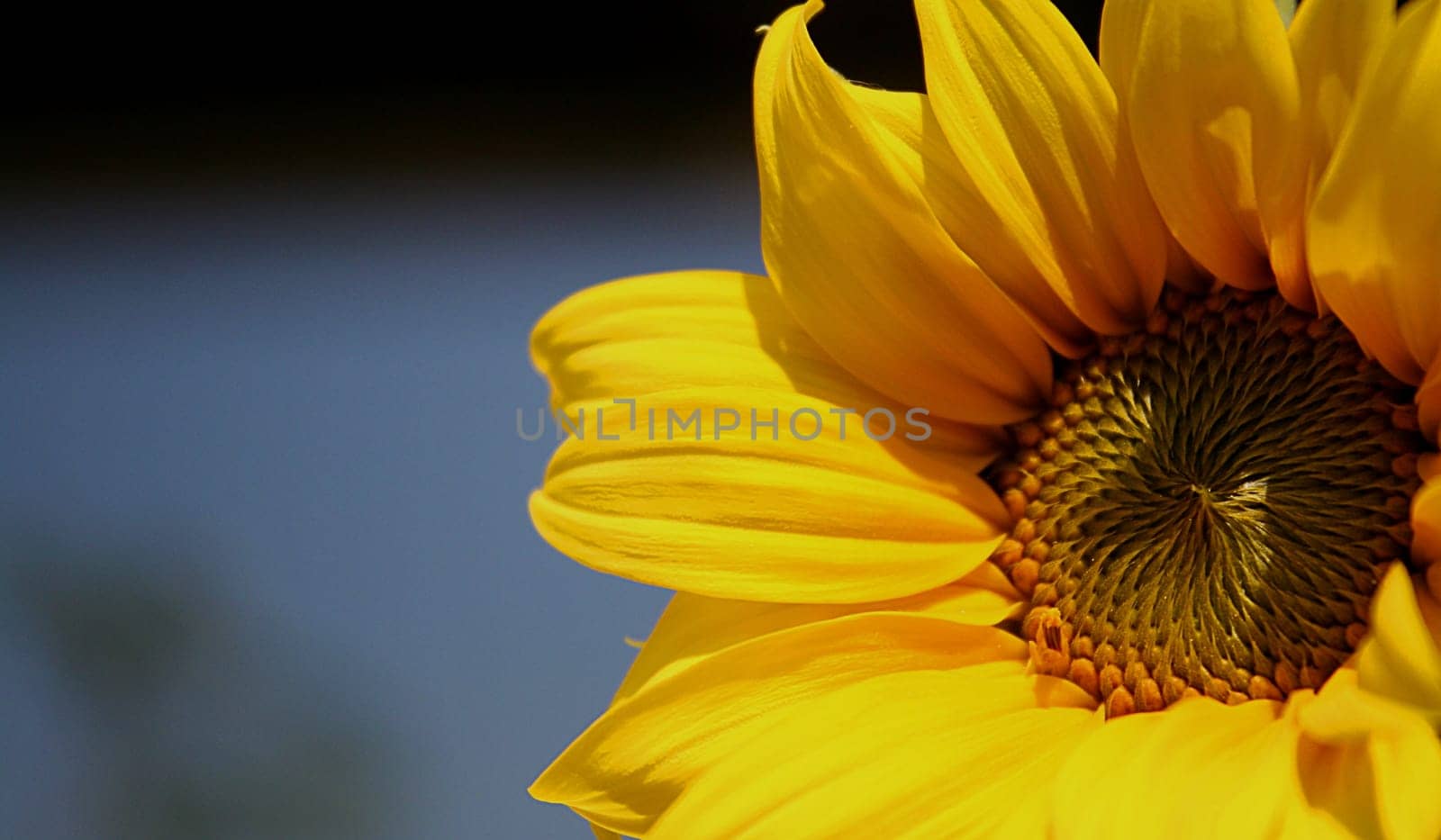 The sea of sunshine