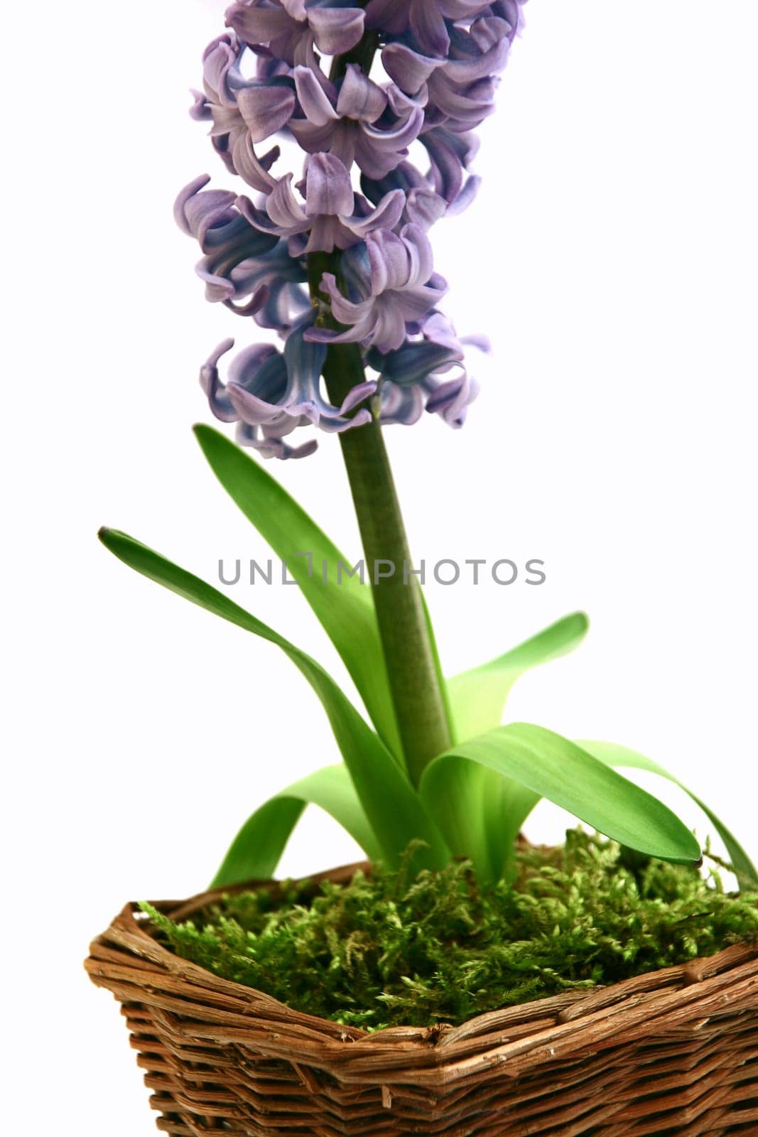Hyacinth