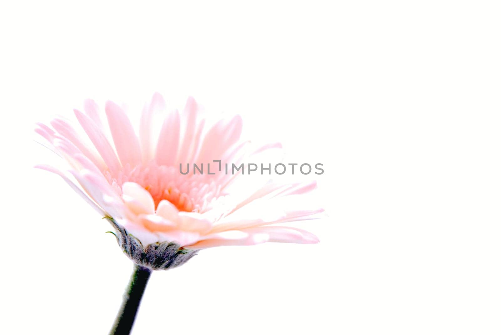 Blossoms
