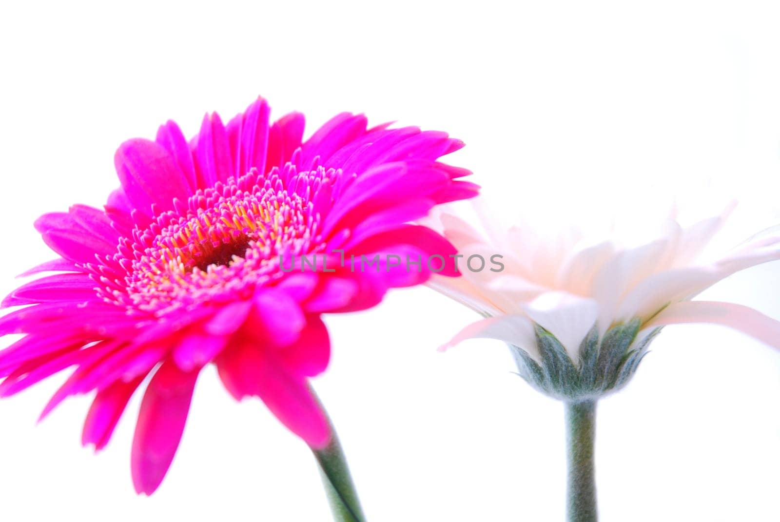 Blossoms