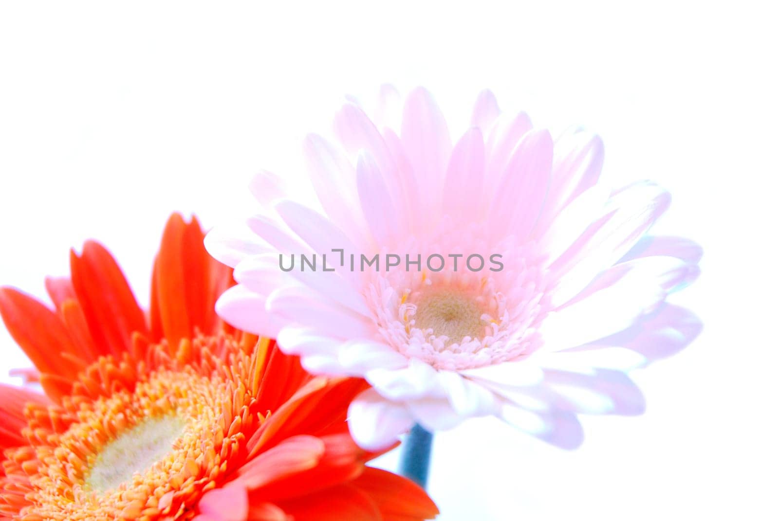 Gerbera