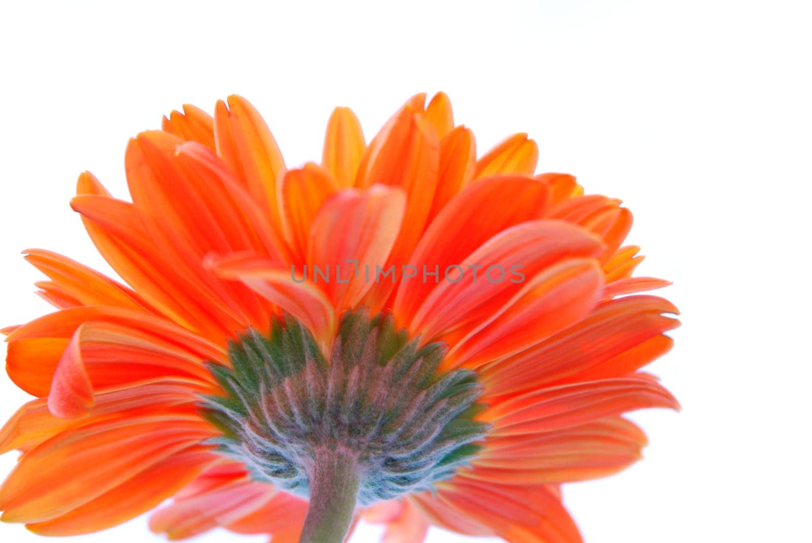 Gerbera