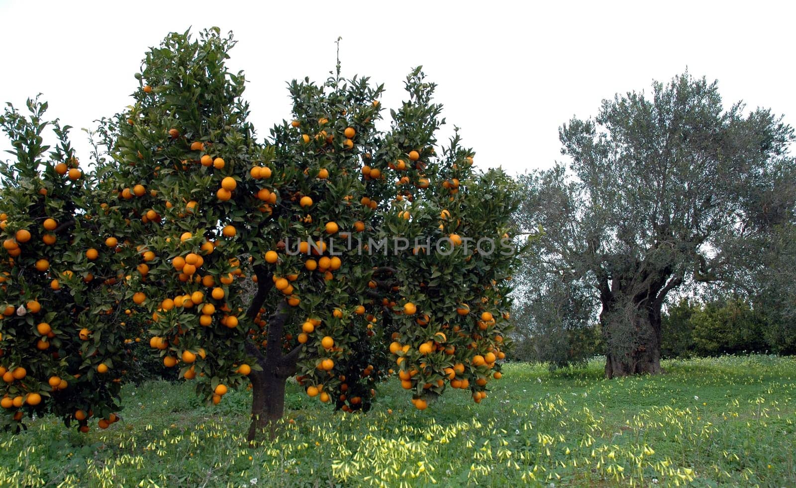 Spanish nature