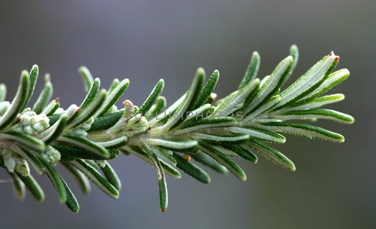 sprig of rosemary