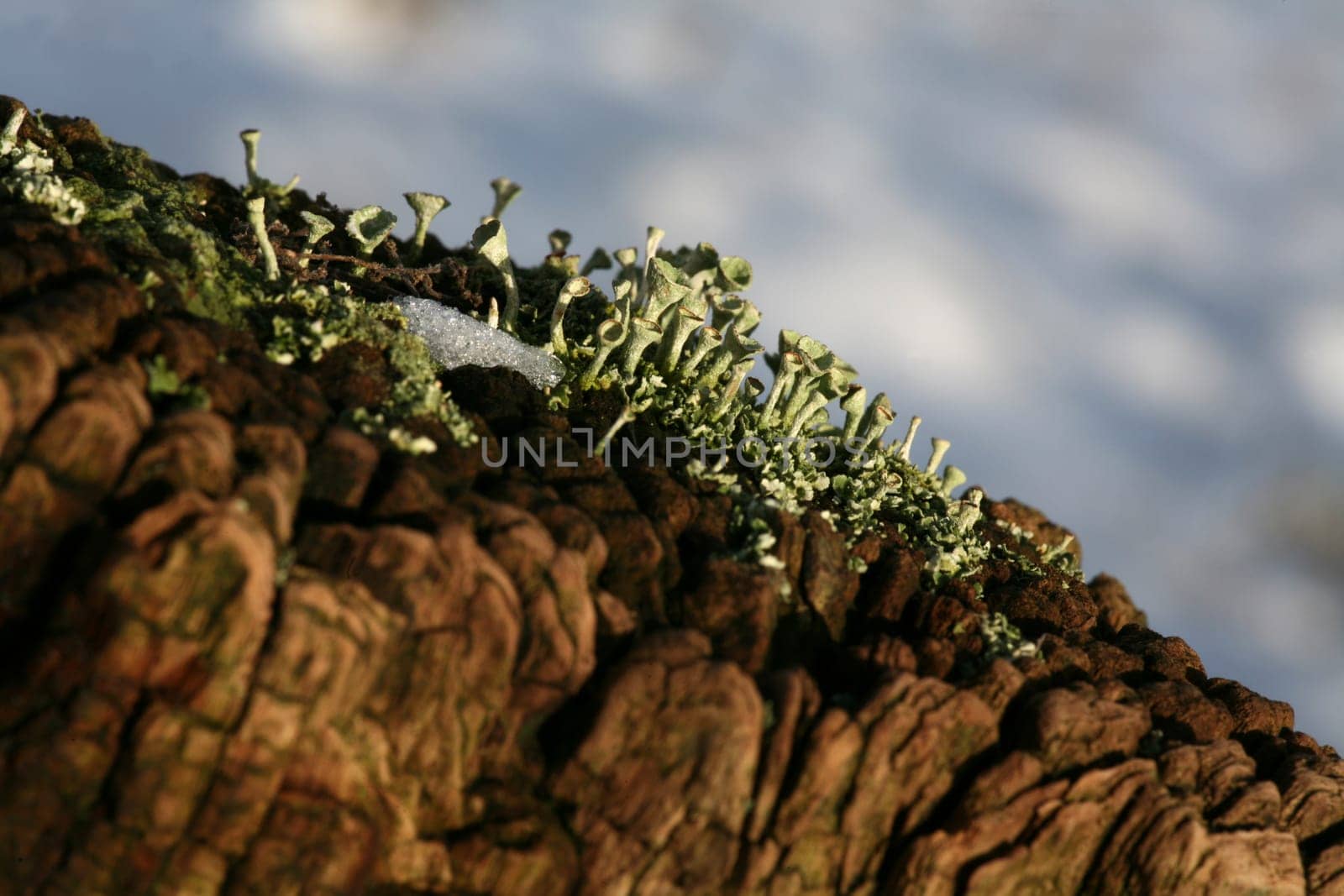 Cladonia fimbriata in winter on a fence post