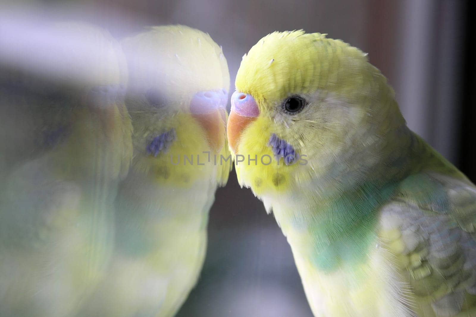 Budgie flirts with reflection in the mirror