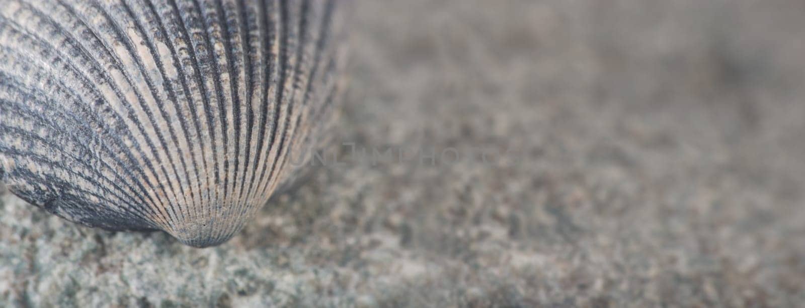 Small Shell 2