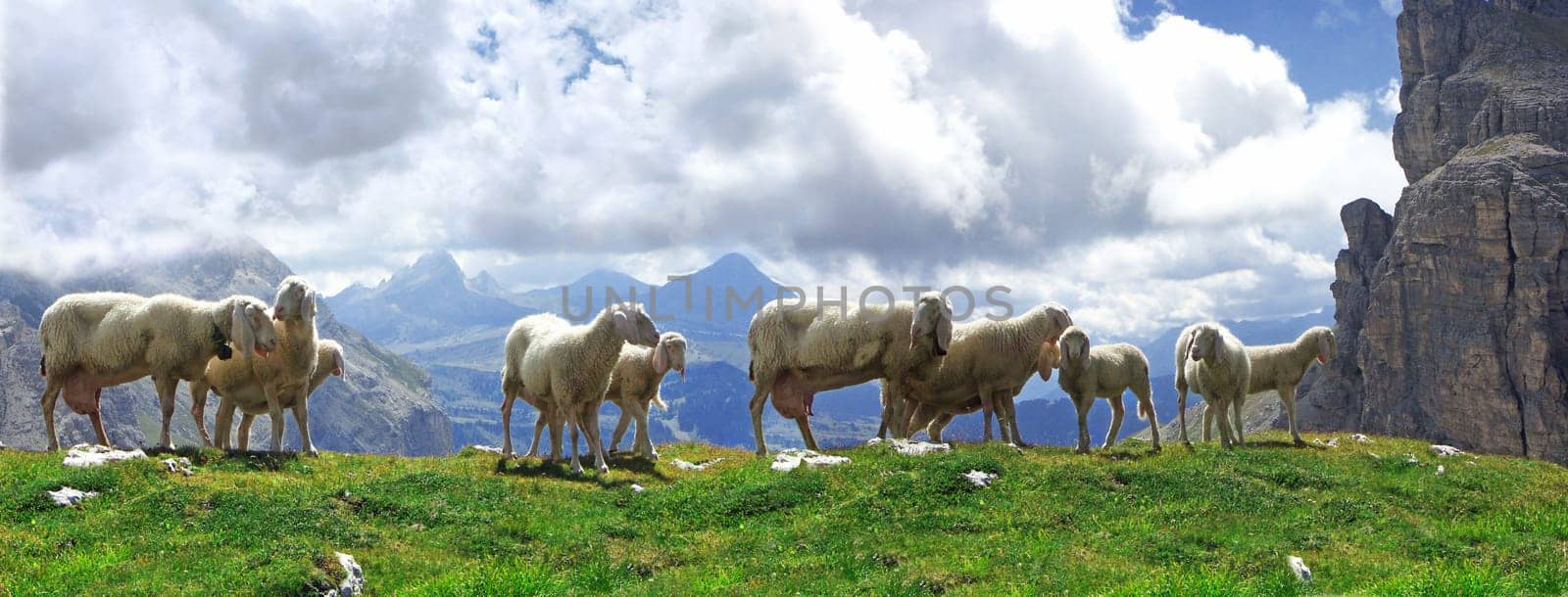 Sheep Heaven