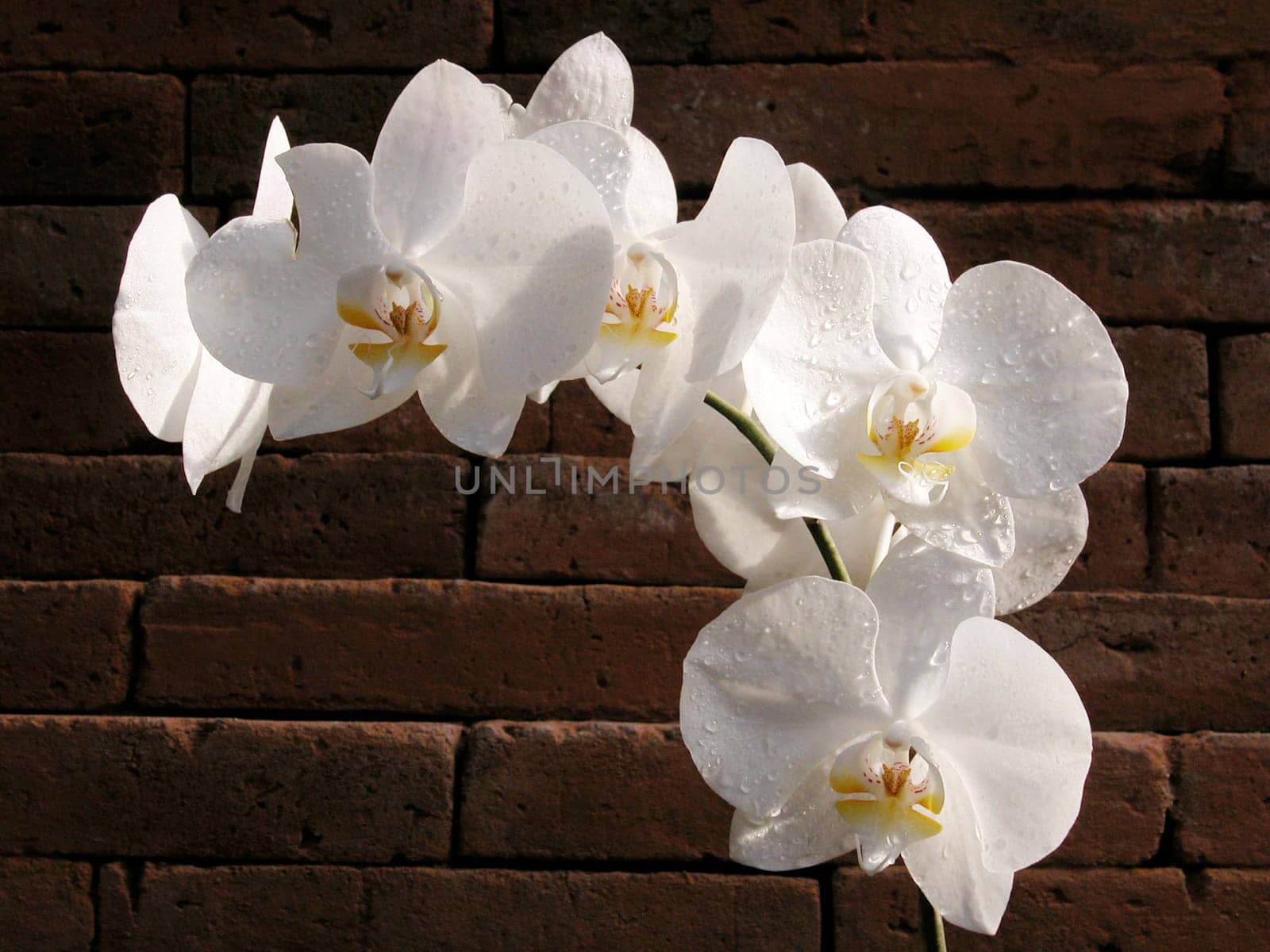 Wallflower