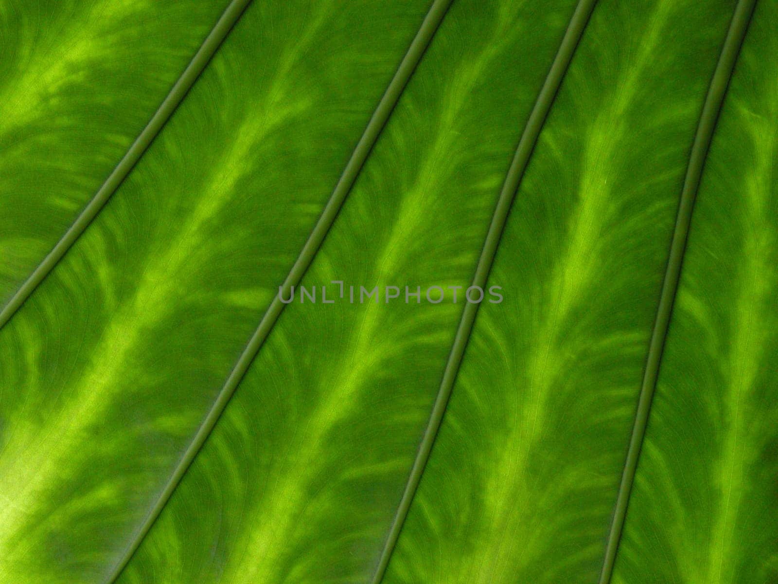 Foliage