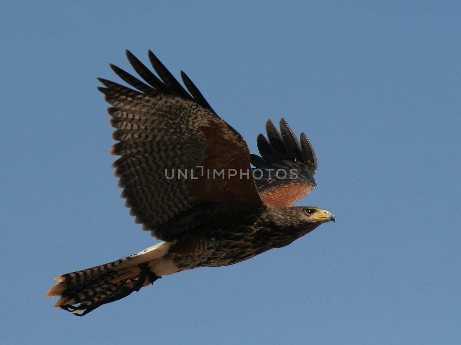 Flight