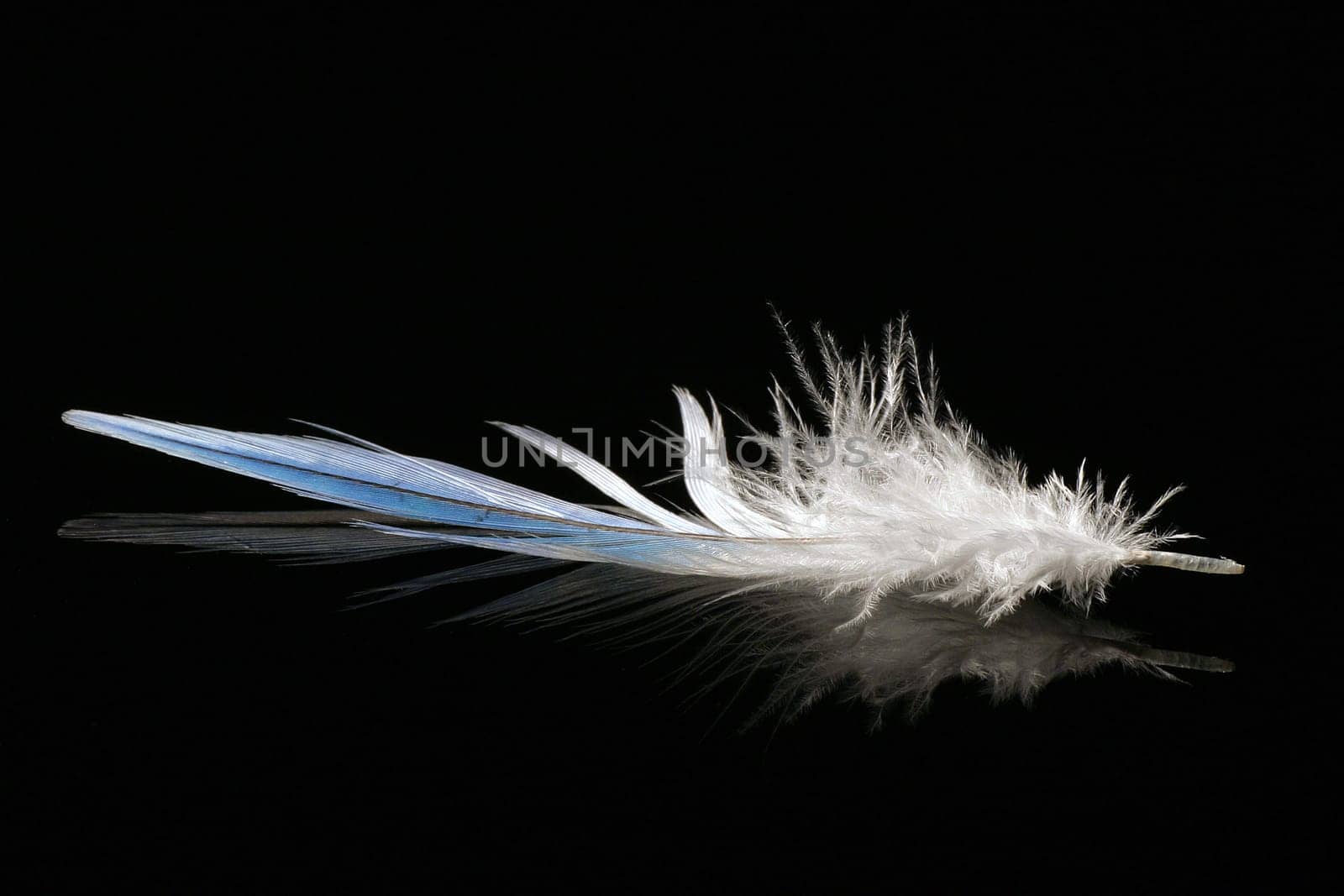 Feather II