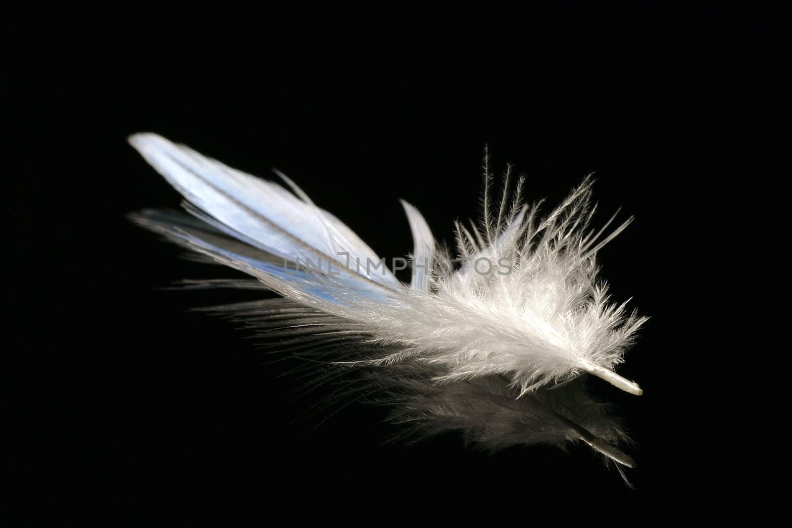 Feather III
