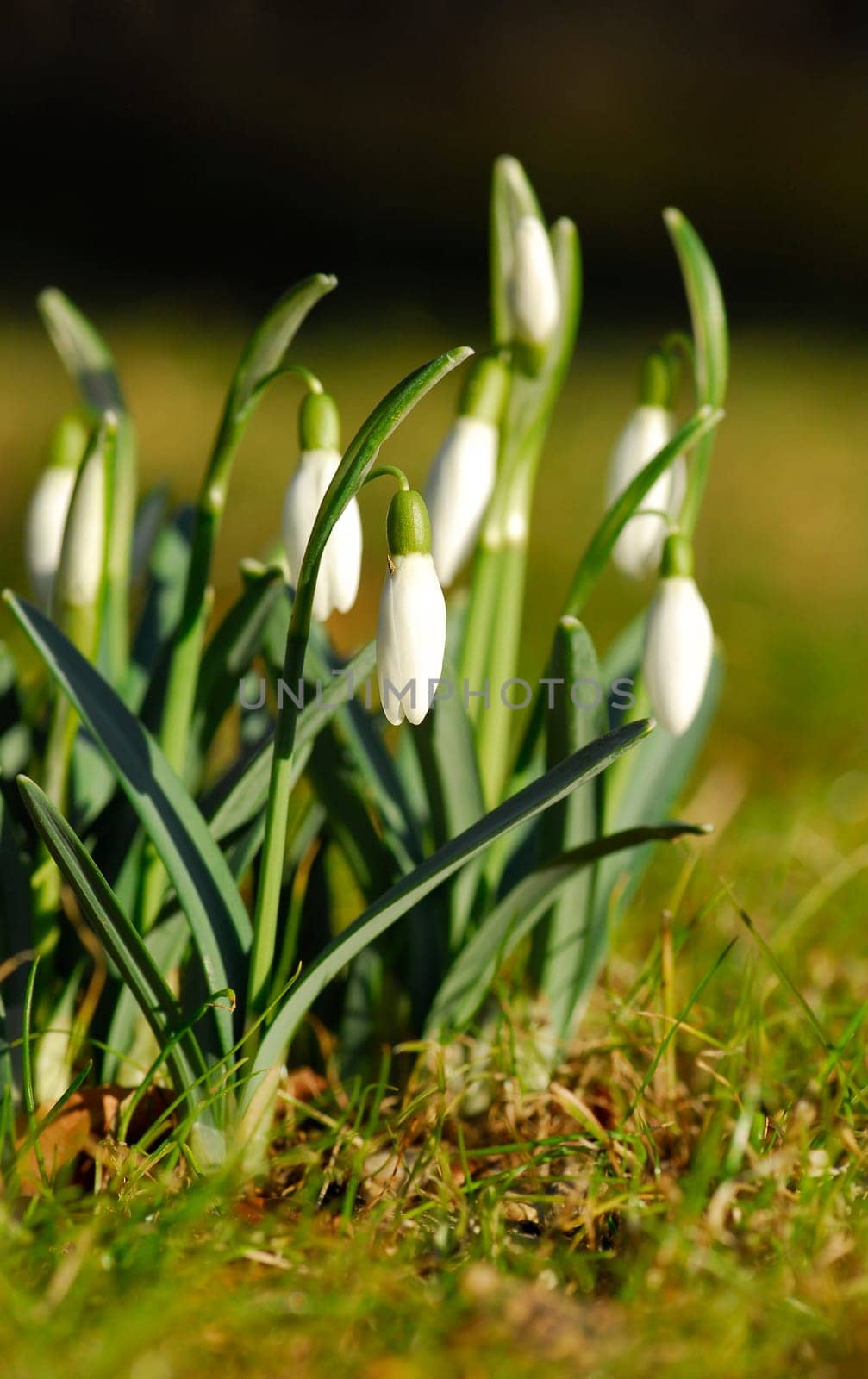 Heralds of spring