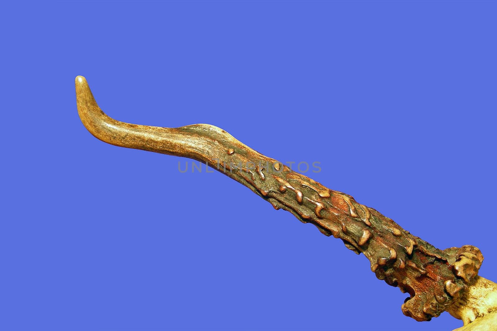 The terms "horns"" and ""antlers"" are very often confused. Scientifically,a distinction is made between horned bearers (Cavicornia) and antlers (Cervidae). Important for the conceptual separation is the different genesis of antlers and horns."