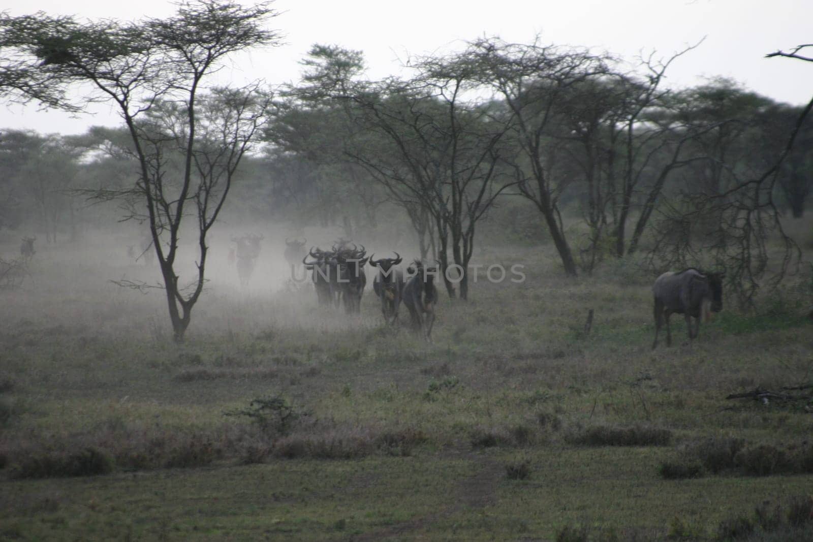 2004 Ndutu (Tanzania). Every February,around 2 million wildebeest meet here to give birth to their babies (all at once in one or two days) and lions to get their fill. Strategy for the photo: Put it down,wait,after a few minutes there will be a