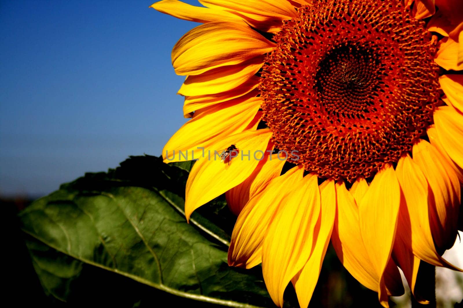 Sun in the heart
