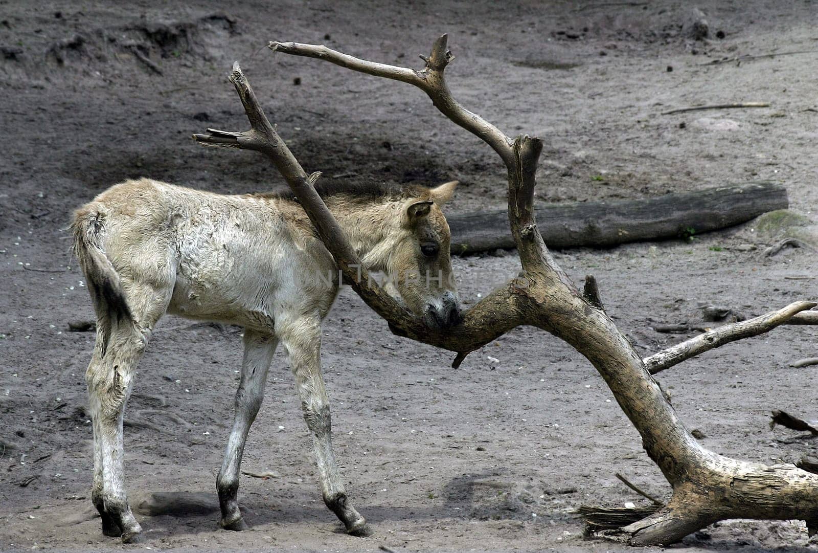 The Przewalski's horse (Equus ferus przewalskii),also called Takhi,Asian wild horse or Mongolian wild horse,is the only subspecies of the wild horse that has survived in its wild form to this day. It is named after its Russian explorer N