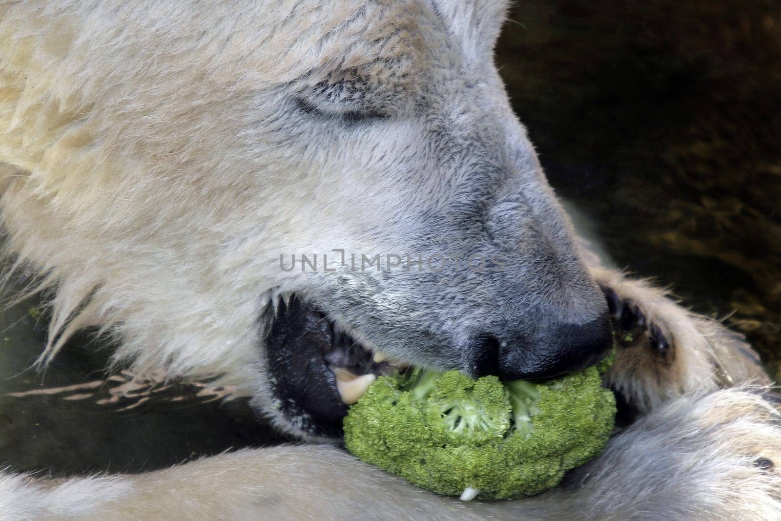 Vegetable