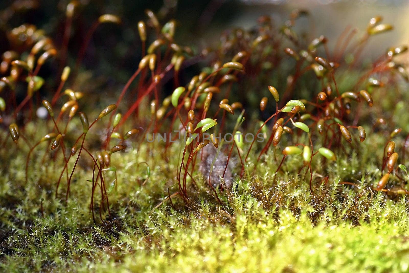 Moss