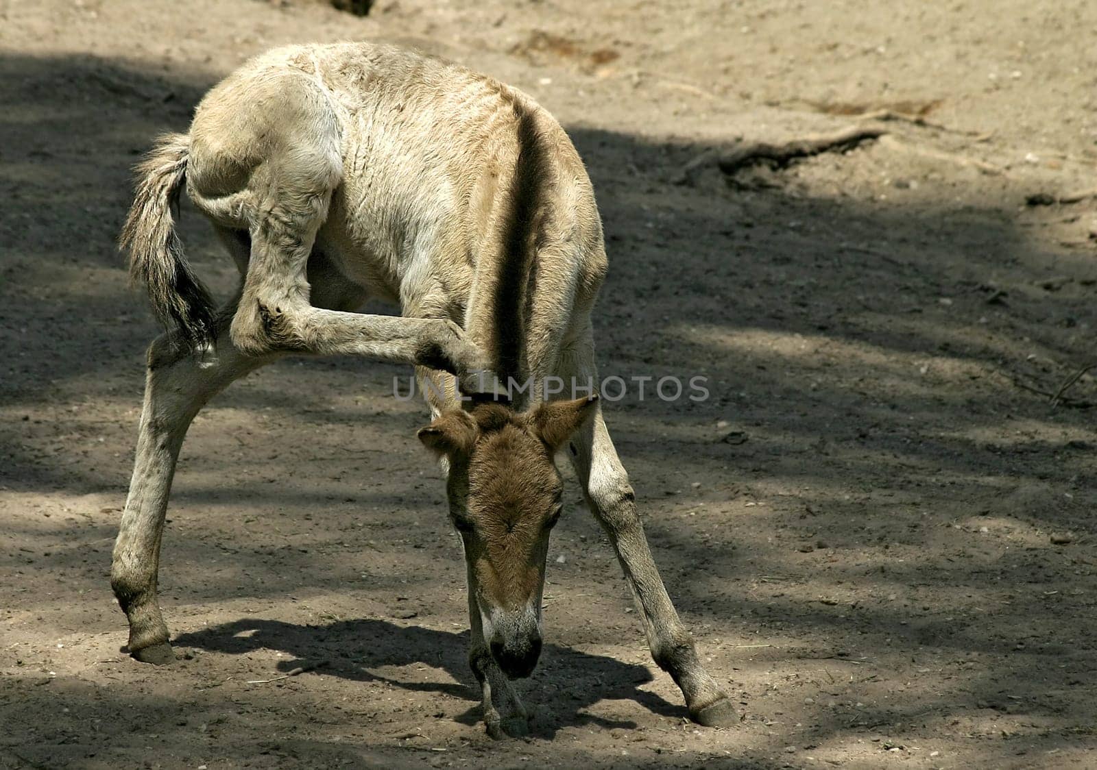 Wild horse offspring