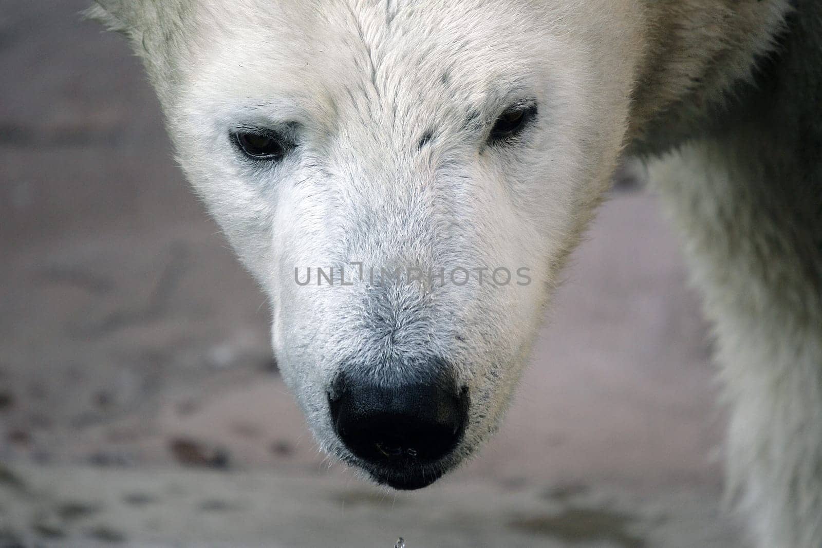 face close up without animal