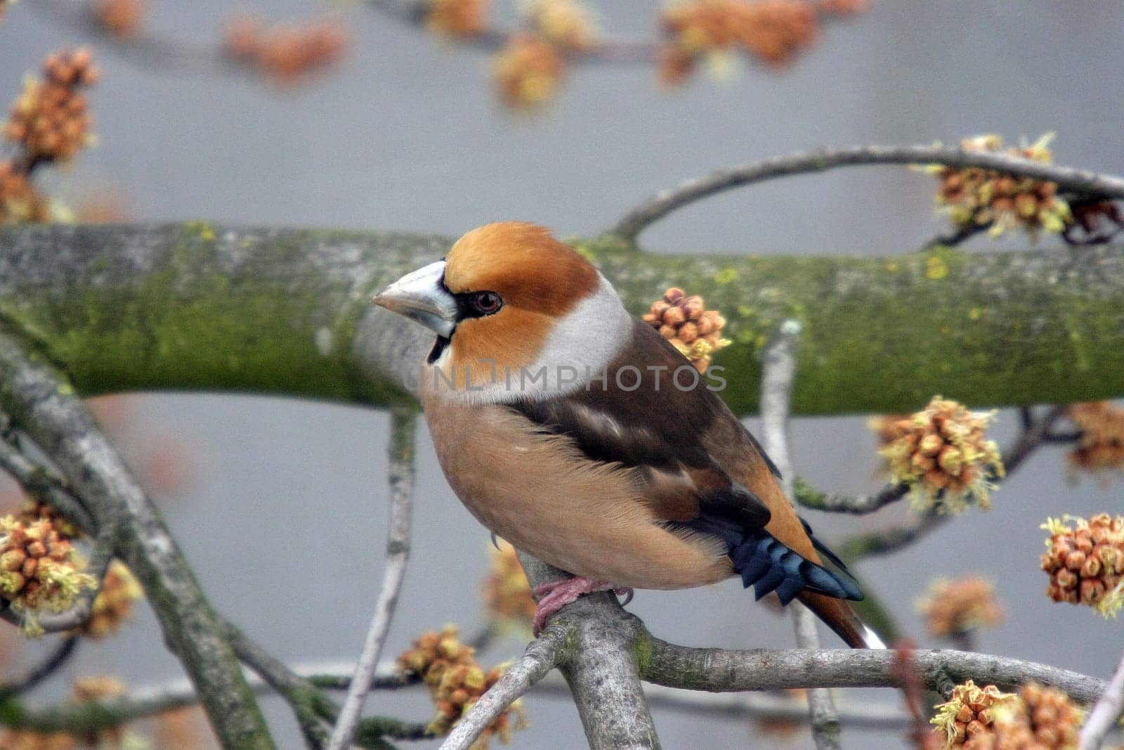 Taken with ISO 1000,the 50 - 500 Sigma + 1.4 Kenko TC