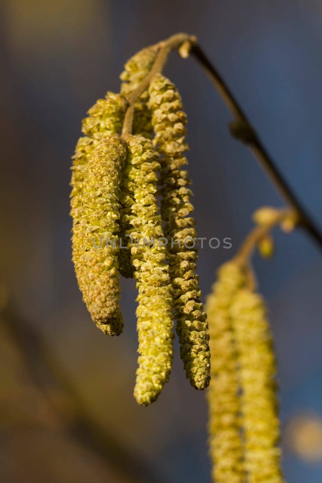 Hazelnut blossoms