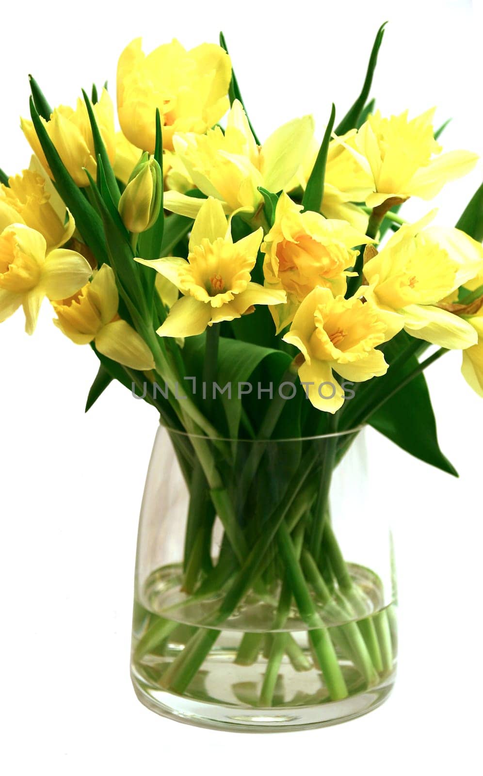 daffodils