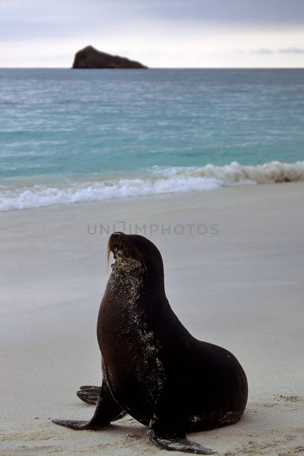 Galápagos sea lion on the beach