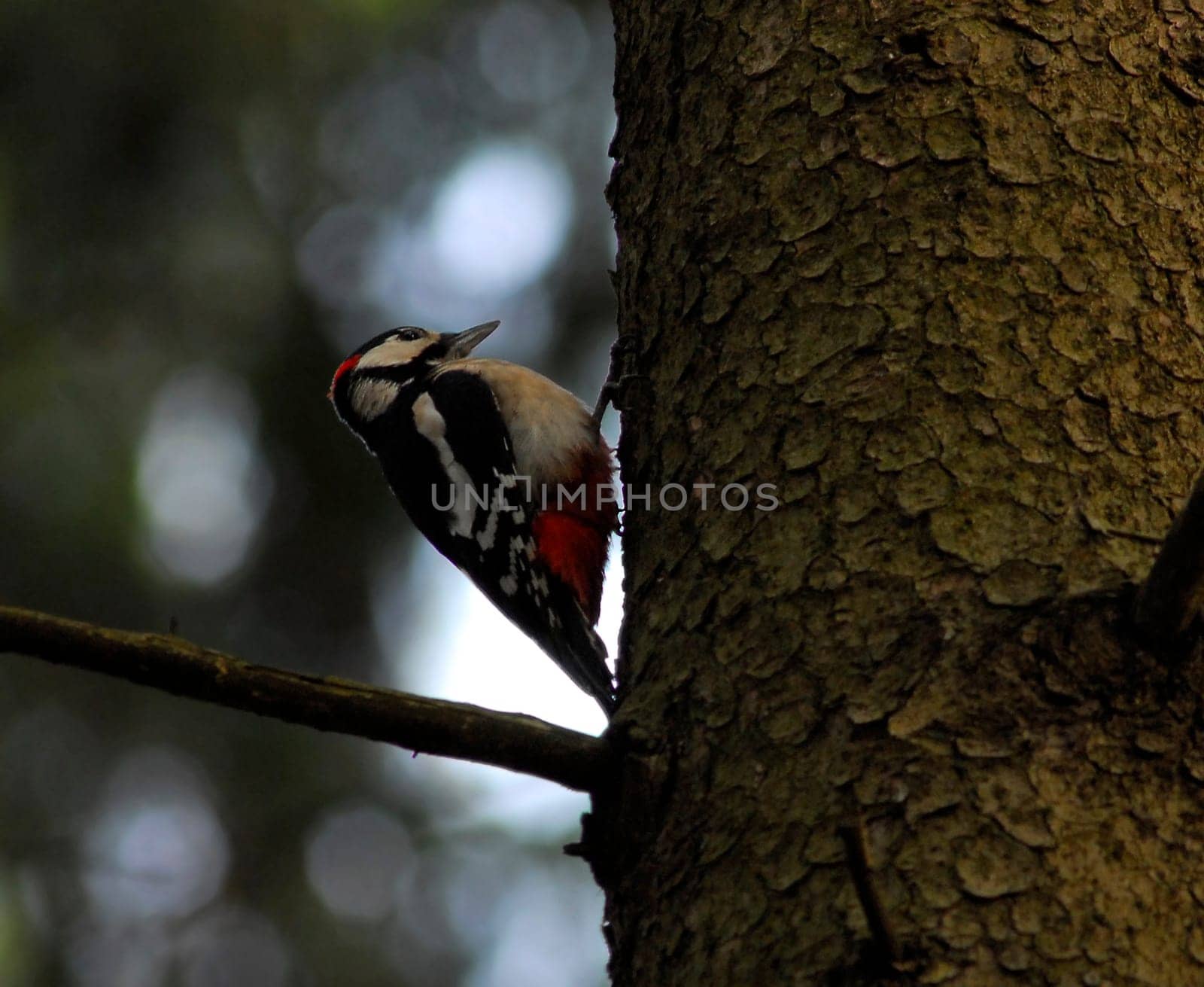 Great spotted woodpecker