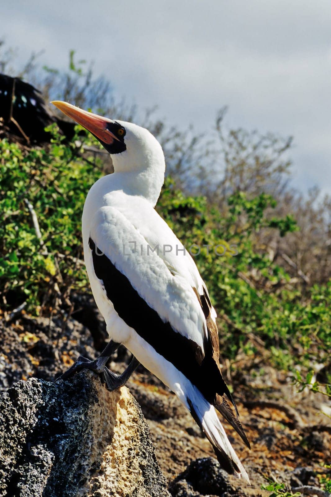 Masked booby