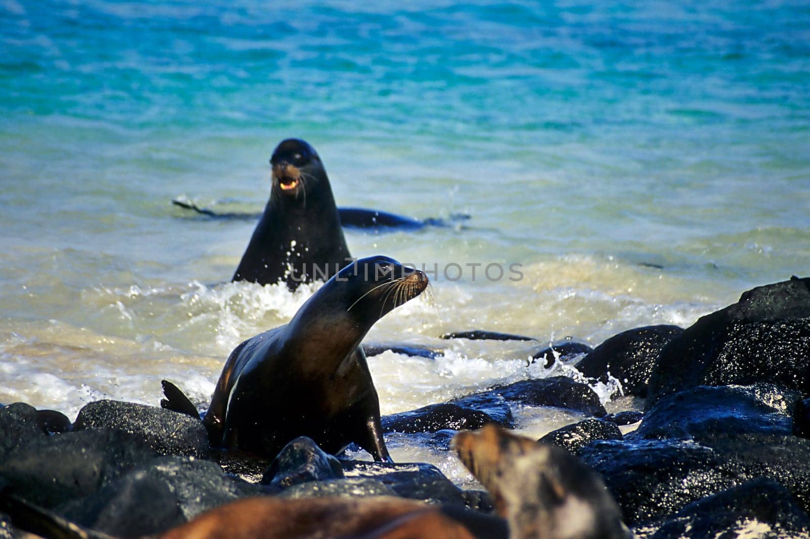 Galápagos sea lions
