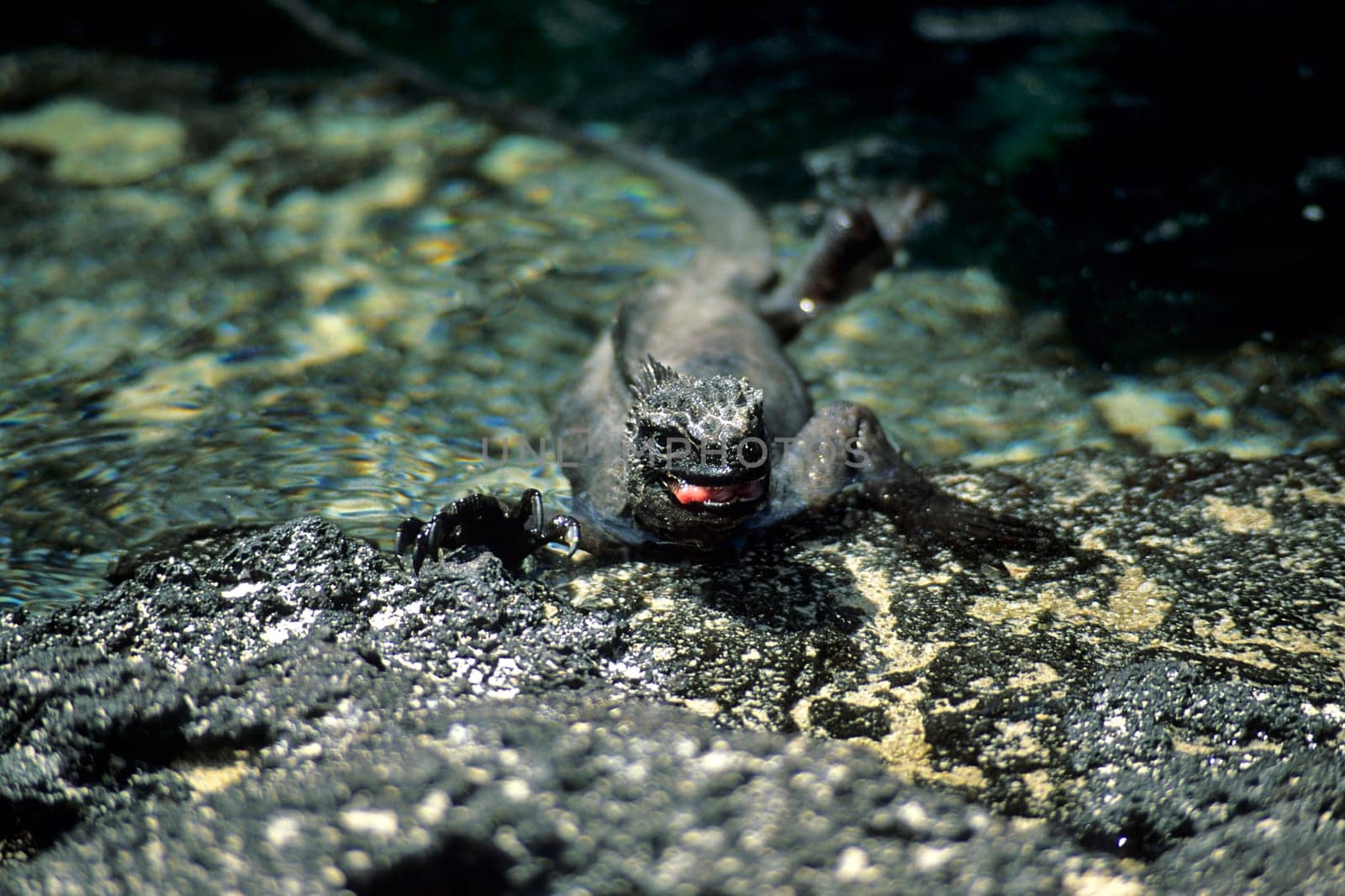 Marine iguana
