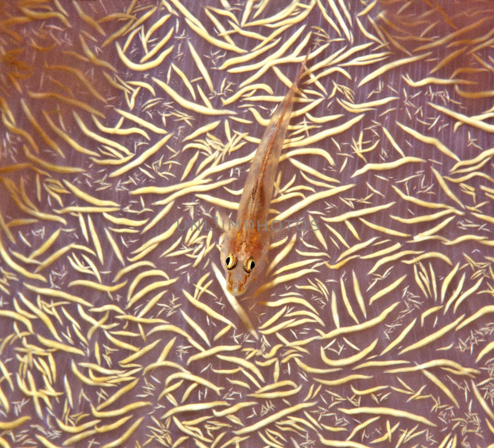 Tiny dwarf goby on a soft coral in the Red Sea near Jeddah,Saudi Arabia. F90X,105mmMacro,f16,122,flash Nikon 105,Fuji Provia 100 Scanned