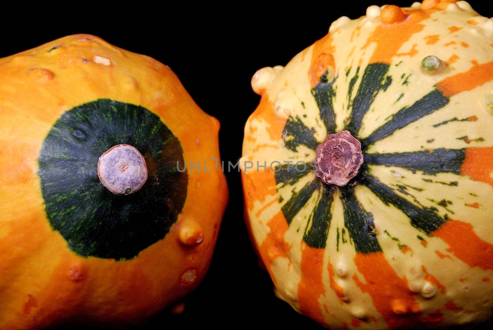 Ornamental pumpkins