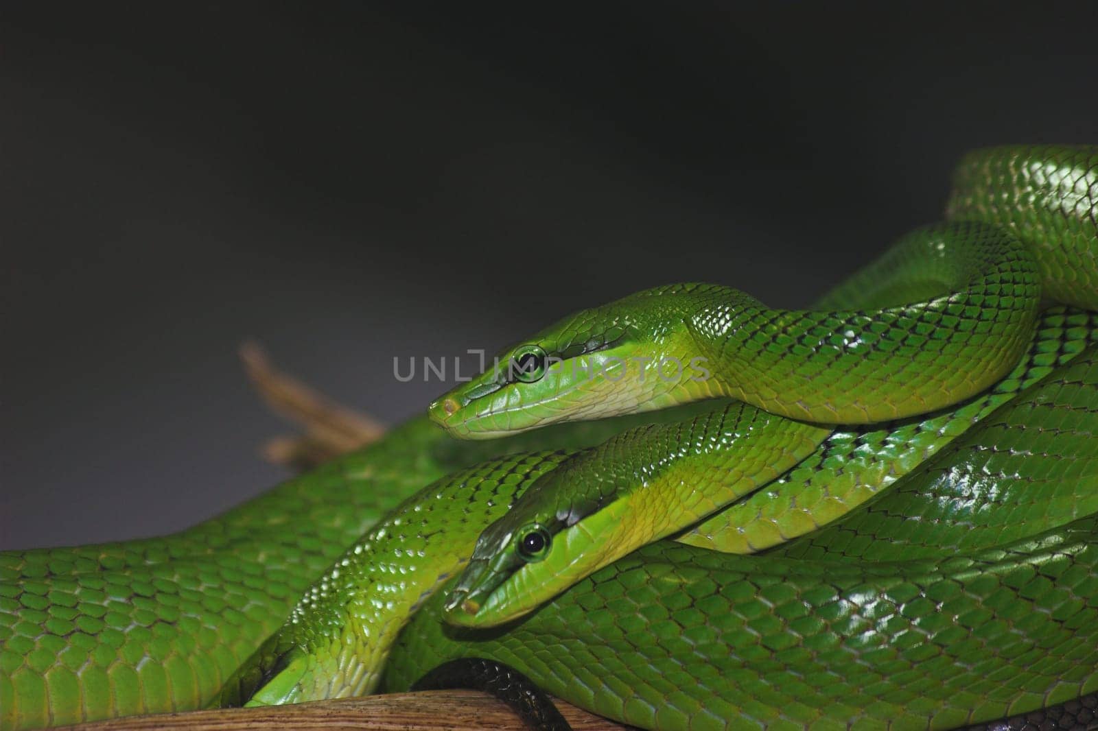 2 Green Mamba