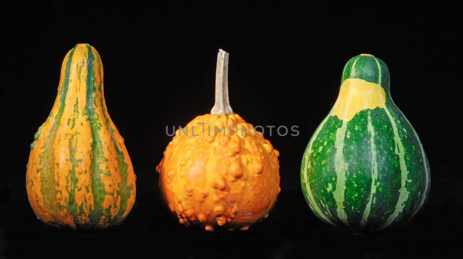 Ornamental pumpkins