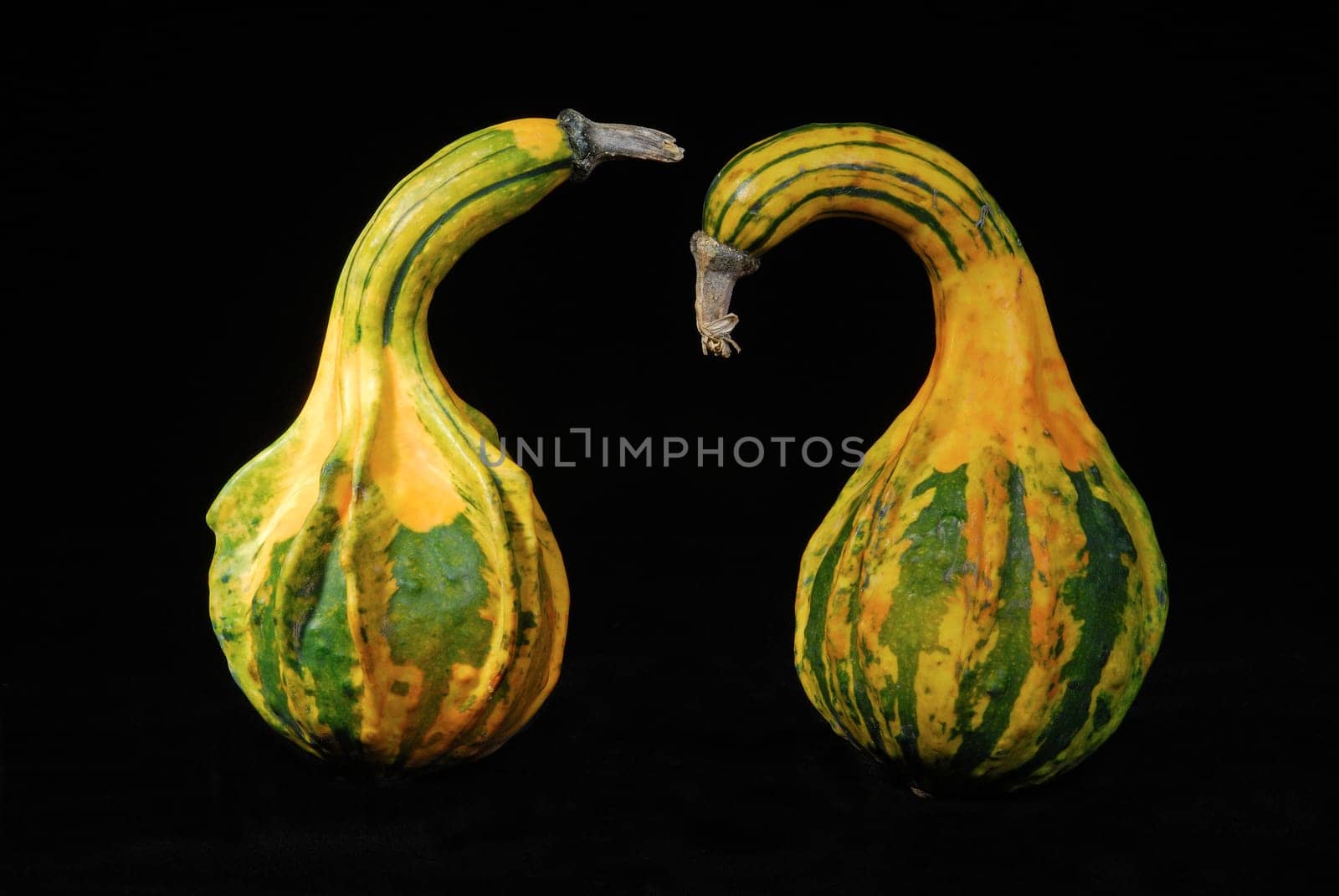 Ornamental pumpkins