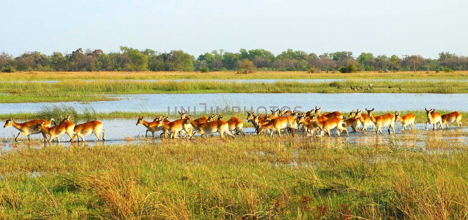 Lychee waterbucks on the lake