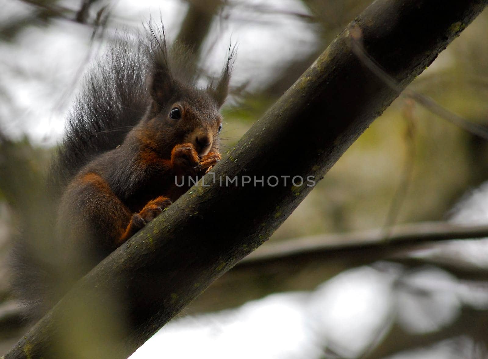 ... in a wild career... seen deep in the woods - a bit overworked